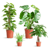 Livraison plante 🌿 Coffret – Plantes faciles d’entretien (x4)