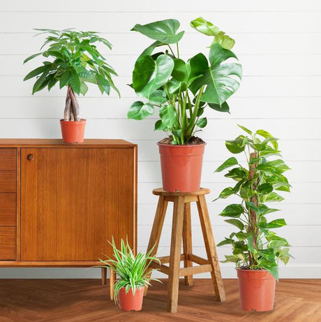 Livraison plante 🌿 Coffret – Plantes faciles d’entretien (x4)