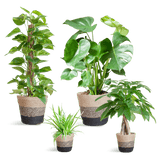 Livraison plante 🌿 Coffret – Plantes faciles d’entretien (x4)