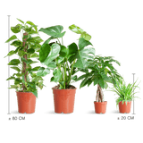 Livraison plante 🌿 Coffret – Plantes faciles d’entretien (x4)