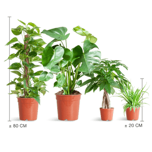 Livraison plante 🌿 Coffret – Plantes faciles d’entretien (x4)