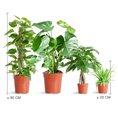 Livraison plante 🌿 Coffret – Plantes faciles d’entretien (x4)