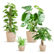 Livraison plante 🌿 Coffret – Plantes faciles d’entretien (x4)