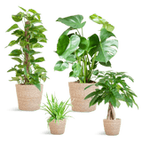 Livraison plante 🌿 Coffret – Plantes faciles d’entretien (x4)