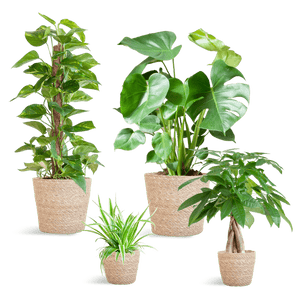 Livraison plante 🌿 Coffret – Plantes faciles d’entretien (x4)