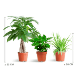 Livraison plante 🐾 Coffret – Plantes Pet's Friendly