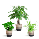 Livraison plante 🐾 Coffret – Plantes Pet's Friendly
