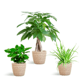 Livraison plante 🐾 Coffret – Plantes Pet's Friendly