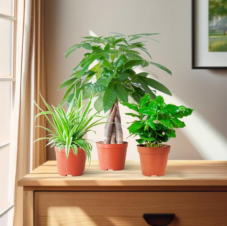 Livraison plante 🐾 Coffret – Plantes Pet's Friendly