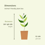 Livraison plante Coffret plantes pets friendly - Lot de 4 plantes