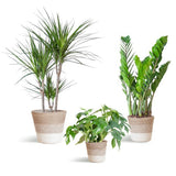Livraison plante 🌿 Coffret – Plantes pour coins ombragés (x3)