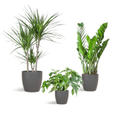 Livraison plante 🌿 Coffret – Plantes pour coins ombragés (x3)