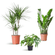Livraison plante 🌿 Coffret – Plantes pour coins ombragés (x3)