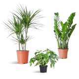 Livraison plante 🌿 Coffret – Plantes pour coins ombragés (x3)