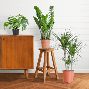 Livraison plante 🌿 Coffret – Plantes pour coins ombragés (x3)