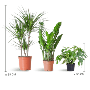 Livraison plante 🌿 Coffret – Plantes pour coins ombragés (x3)