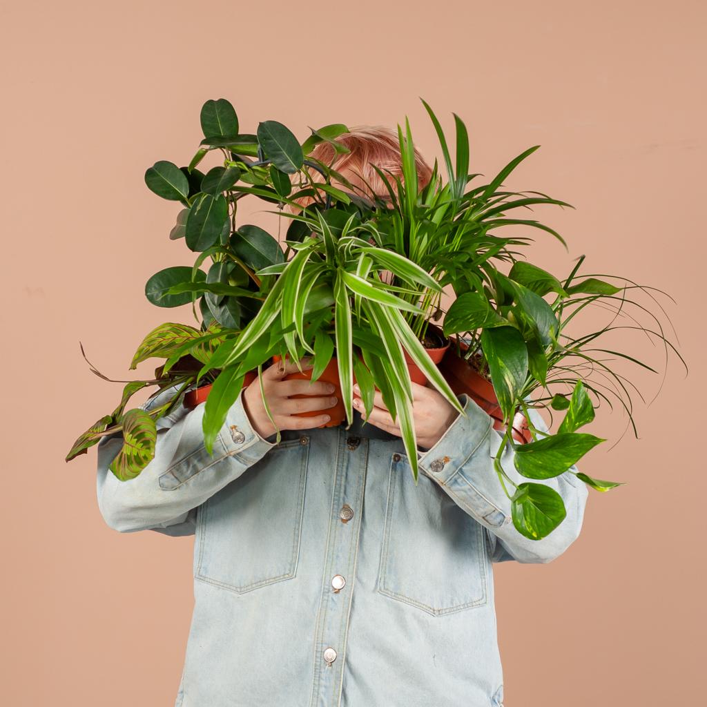 Livraison plante Coffret – Plantes seconde vie