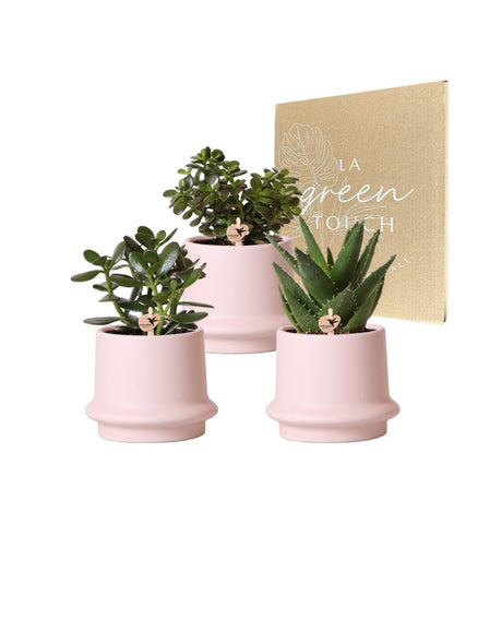 Livraison plante Coffret succulente et ses caches - pots en céramique rose - Lot de 3 plantes, h20cm