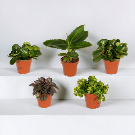 Livraison plante Coffret surprise - Lot de 8 plantes