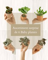 Livraison plante Coffret Surprise - Plantes d'intérieur