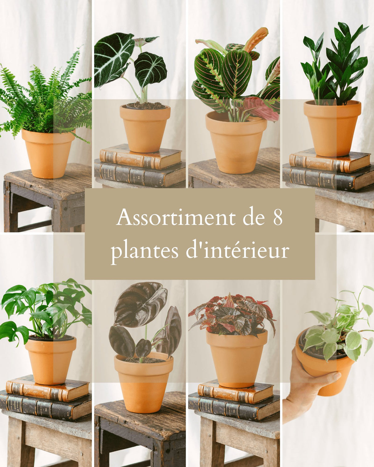 Livraison plante Coffret Surprise - Plantes d'intérieur