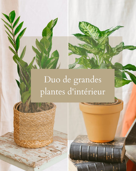 Livraison plante Coffret Surprise - Plantes d'intérieur