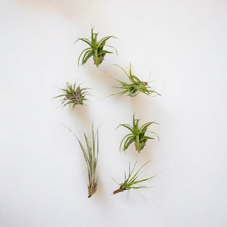 Livraison plante Coffret Tillandsia - Lot de 10 plantes, Air plant