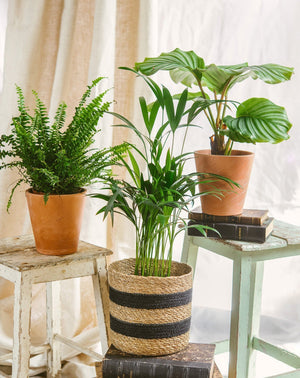 Livraison plante Coffret - Trio de plantes