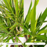 Livraison plante Coffret Yucca, Dracaena - Lot de 2 plantes