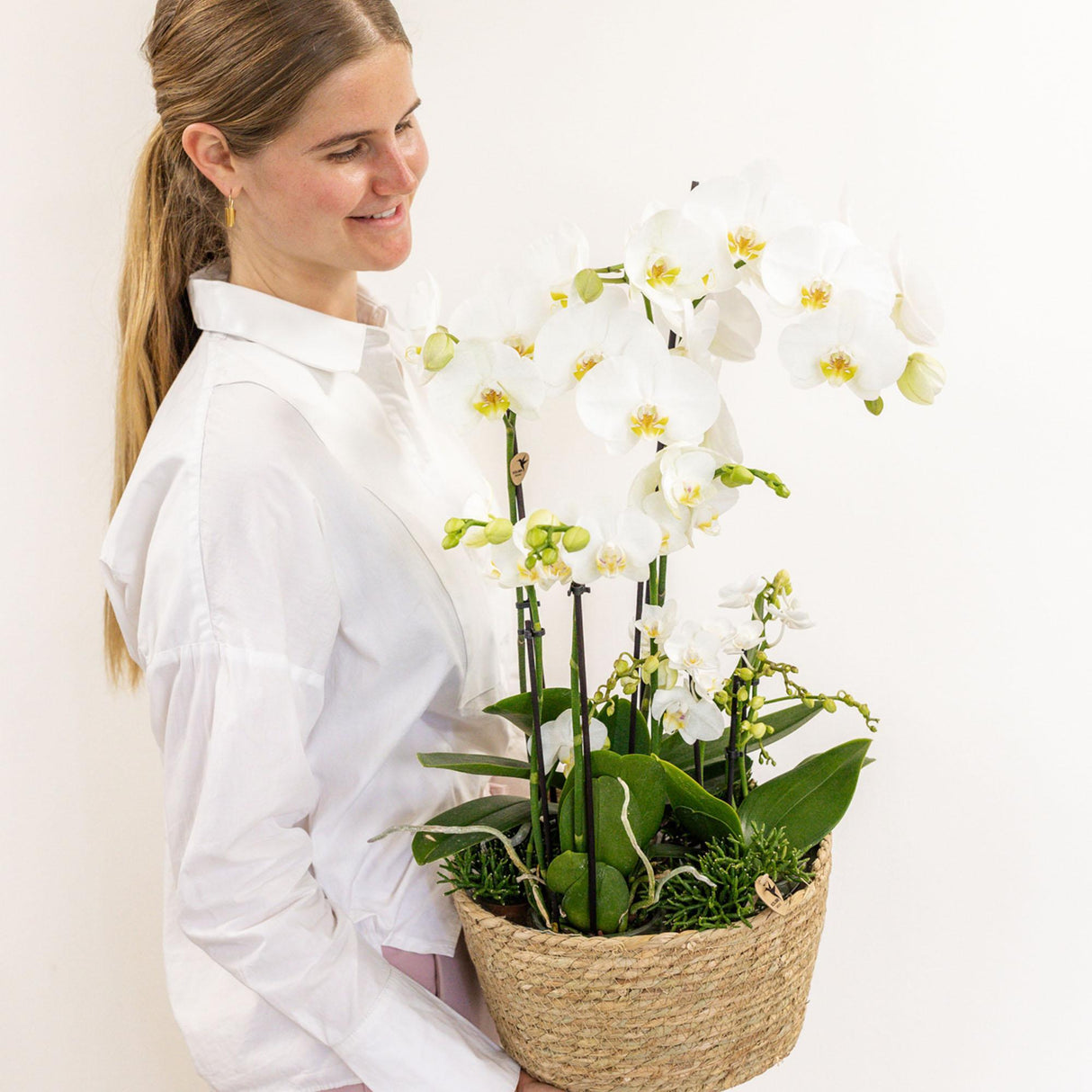 Livraison plante Composition dans un panier en coton avec réservoir d'eau de 3 orchidées blanches et 3 Rhipsalis