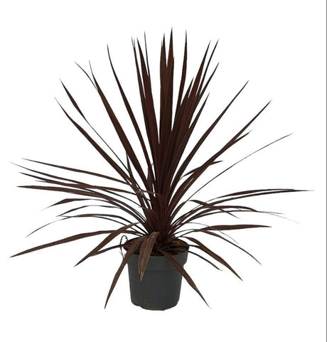 Livraison plante Cordyline Australis 'Red Star'