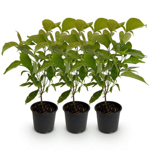 Livraison plante Cornouiller mâle Cornus mas – Lot de 3 – Pot 12 cm