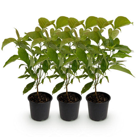 Livraison plante Cornouiller mâle Cornus mas – Lot de 3 – Pot 12 cm