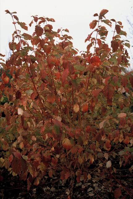 Livraison plante Cornouiller sanguin 'Anny's Winter Orange'