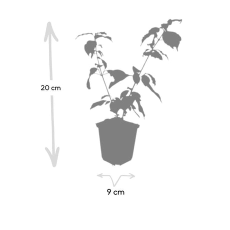 Livraison plante Cornouiller sanguin 'Anny's Winter Orange'