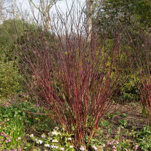 Livraison plante Cornus alba Kesselringii – Pot 17 cm – Hauteur 45 cm
