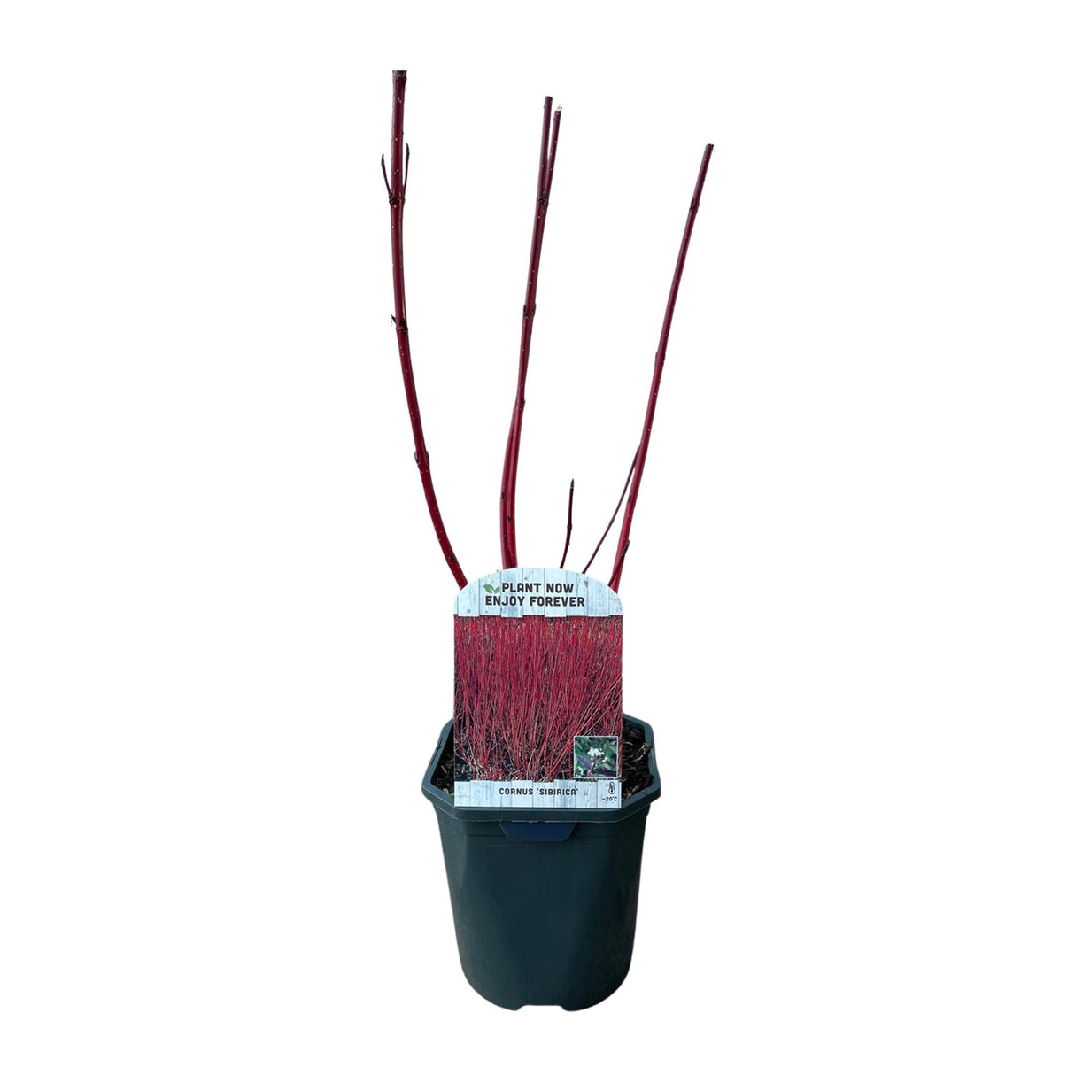 Livraison plante Cornus alba Sibirica – Lot de 1 – Pot 17 cm – Hauteur 45 cm