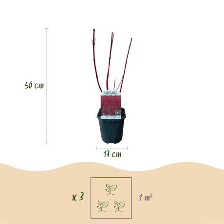 Livraison plante Cornus alba Sibirica – Lot de 1 – Pot 17 cm – Hauteur 45 cm