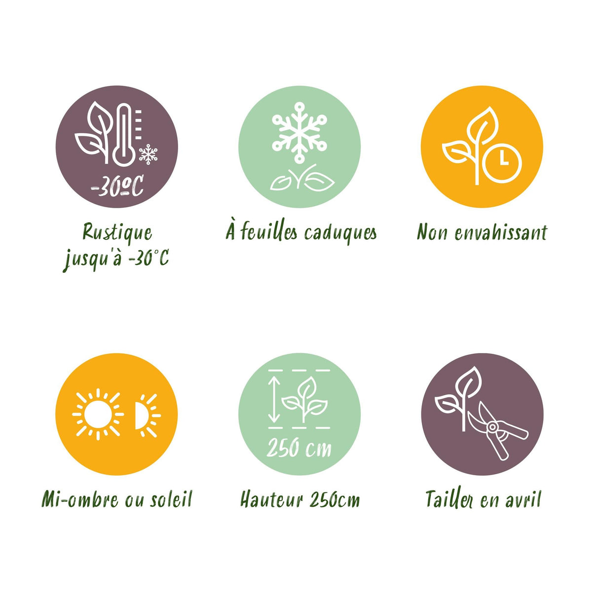 Livraison plante Cornus alba Tricolour – Lot de 3 – Pot 17cm – Hauteur 45cm