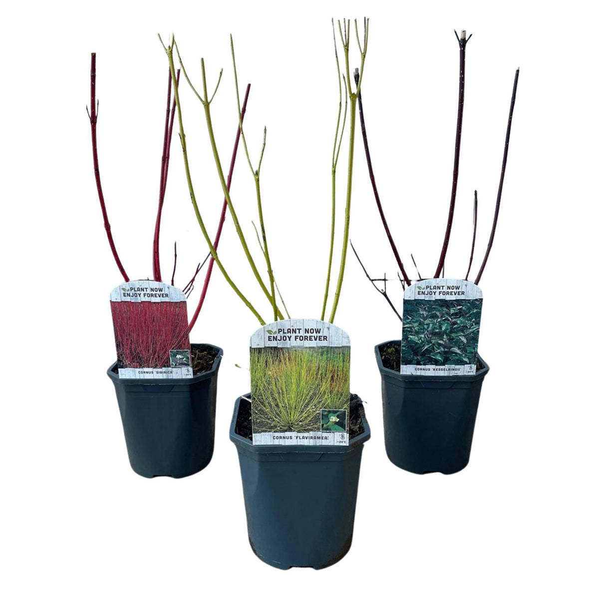 Livraison plante Cornus alba Tricolour – Lot de 3 – Pot 17cm – Hauteur 45cm