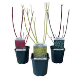 Livraison plante Cornus alba Tricolour – Lot de 3 – Pot 17cm – Hauteur 45cm