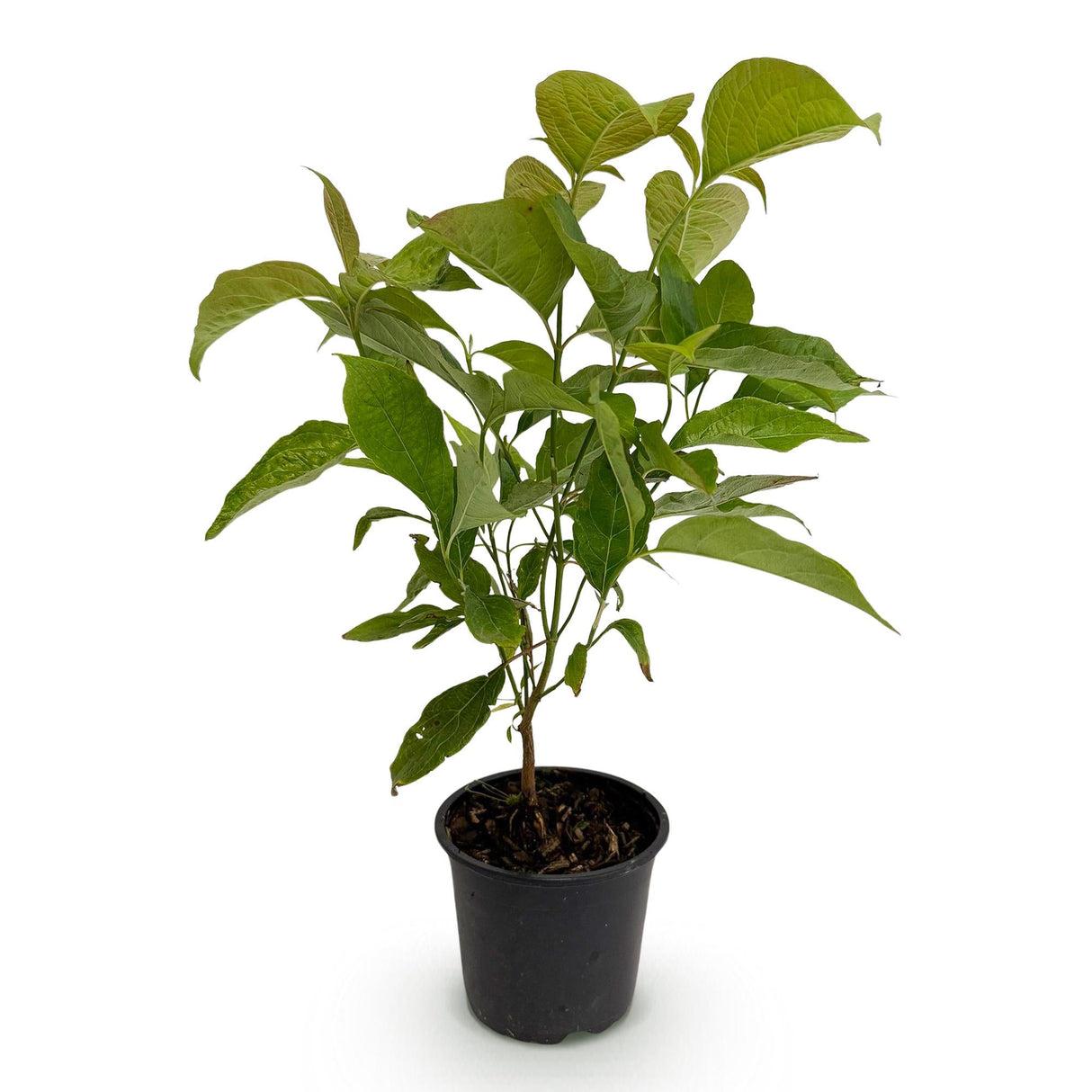 Livraison plante Cornus mas – Lot de 1 – Pot 12 cm – Hauteur 35 cm