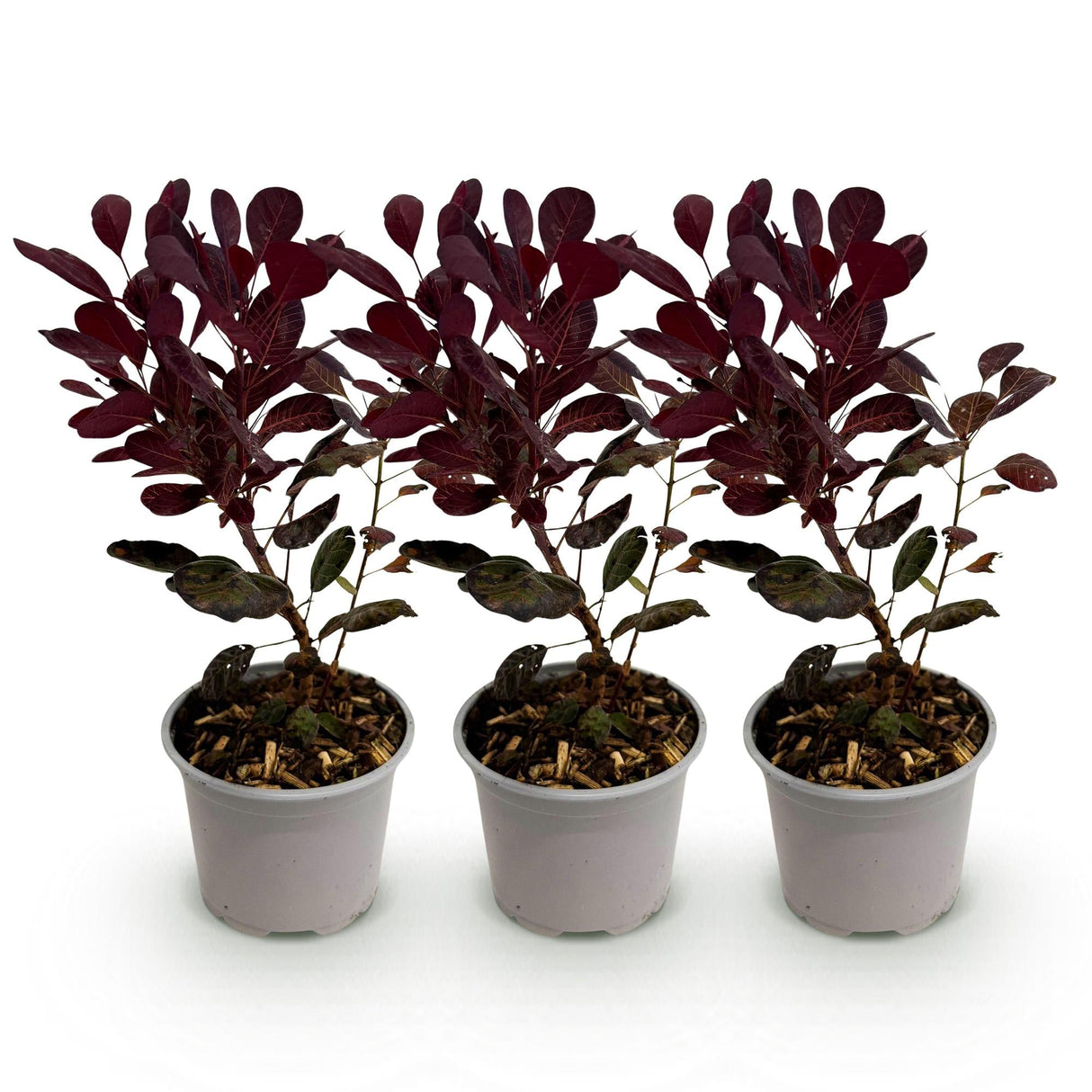 Livraison plante Cotinus coggygria Lilla – Lot de 3 – Pot 12 cm