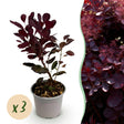 Livraison plante Cotinus coggygria Lilla – Lot de 3 – Pot 12 cm