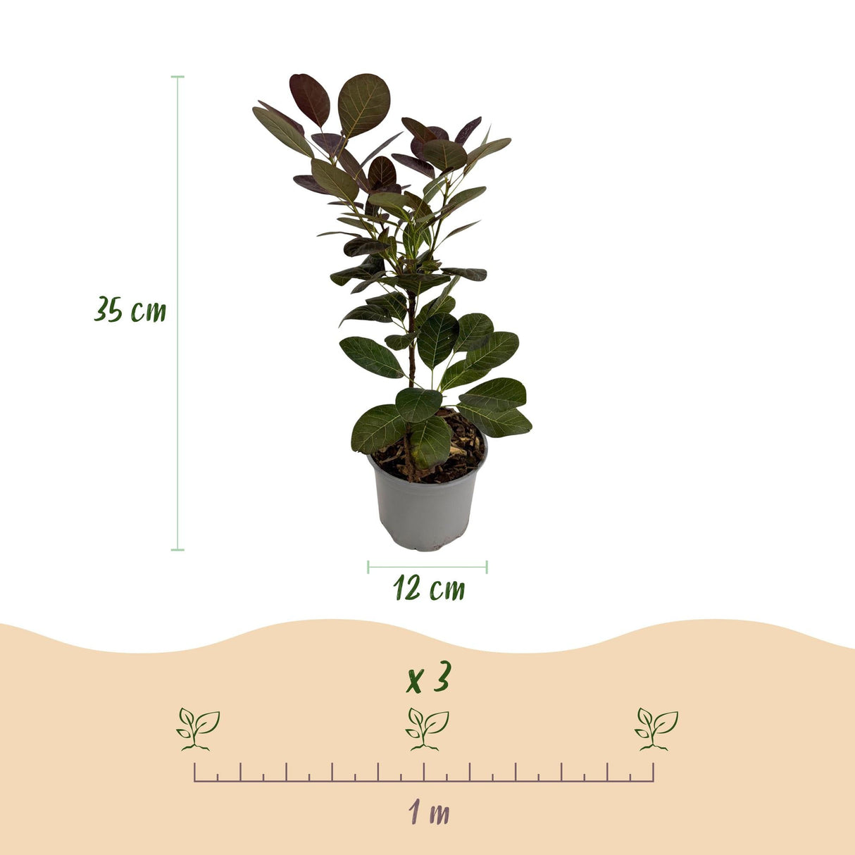 Livraison plante Cotinus coggygria Royal Purple – Lot de 3 – Pot 12 cm