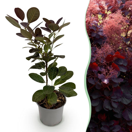 Livraison plante Cotinus coggygria Royal Purple – Pot 12 cm – Hauteur 35 cm