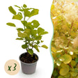 Livraison plante Cotinus coggyria Golden Spirit – Lot de 3 – Pot 12 cm