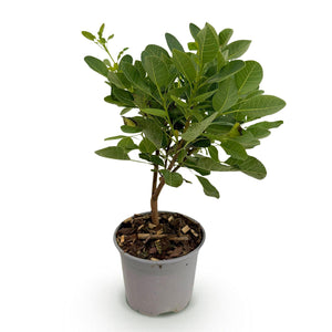 Livraison plante Cotinus coggyria Young Lady – Pot 12 cm – Hauteur 35 cm