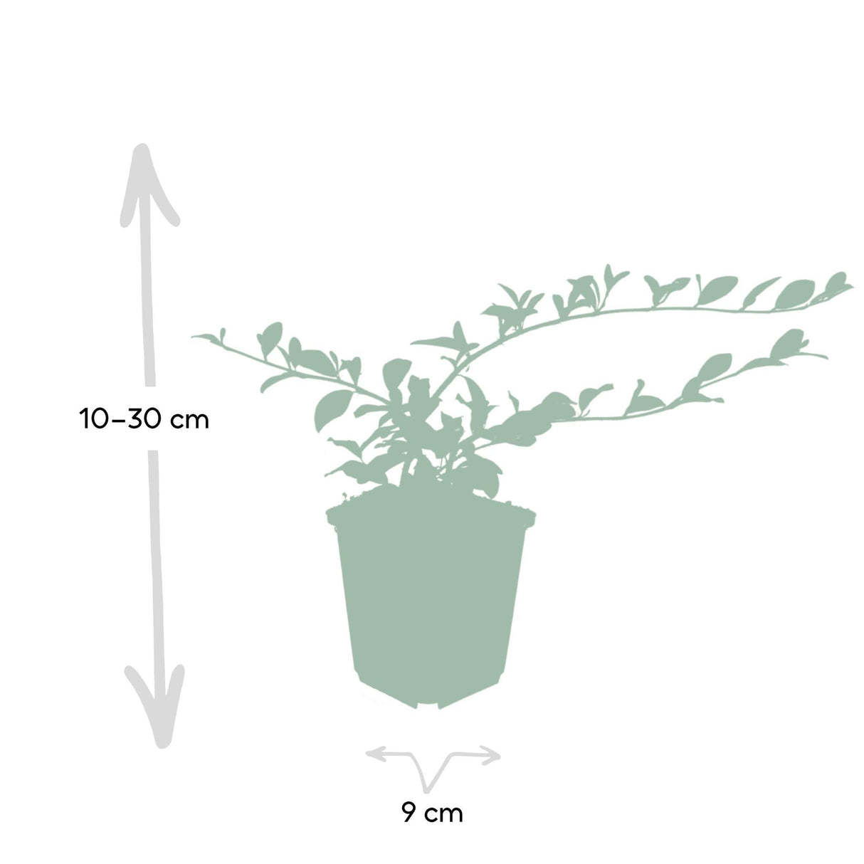 Livraison plante Cotoneaster dammeri - Lot de 6
