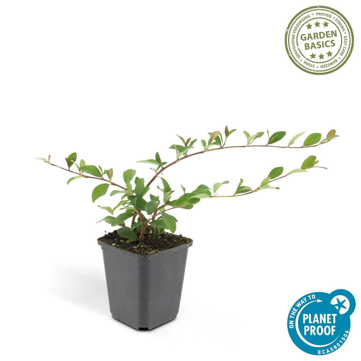 Livraison plante Cotonéaster de Dammer 20xh20cm d9cm